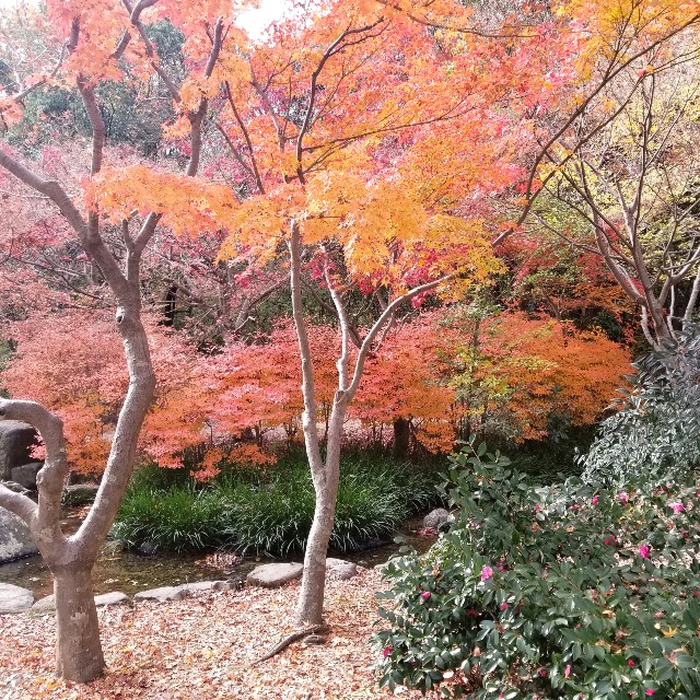 f:id:atoriatoriatori:20201223100642j:image