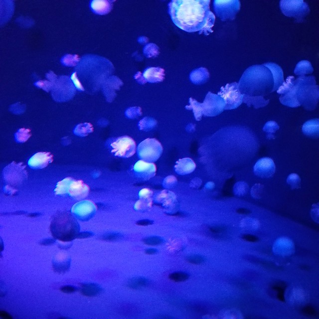 f:id:atoriatoriatori:20201224101731j:image
