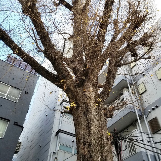 f:id:atoriatoriatori:20210112182739j:image f:id:atoriatoriatori:20210112182739j:image