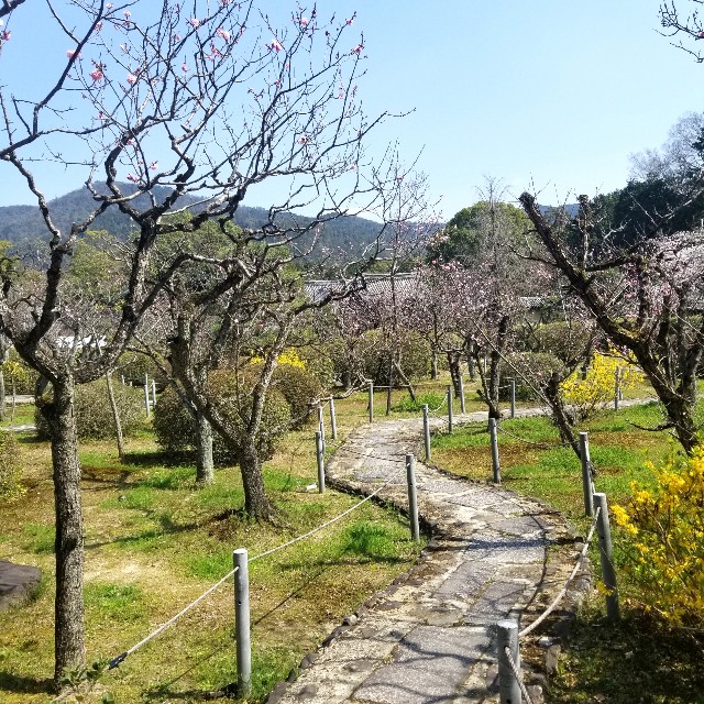 f:id:atoriatoriatori:20210331083414j:image