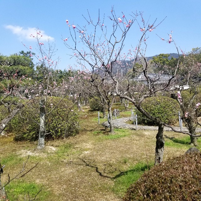 f:id:atoriatoriatori:20210331094947j:image