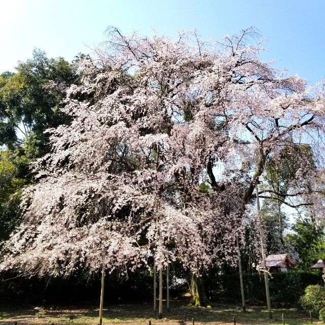 f:id:atoriatoriatori:20210404134140j:image