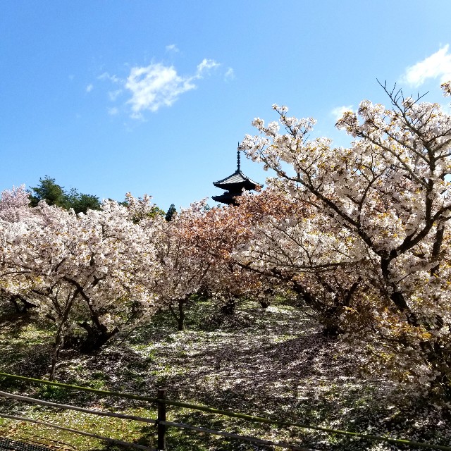 f:id:atoriatoriatori:20210410112338j:image f:id:atoriatoriatori:20210410112338j:image