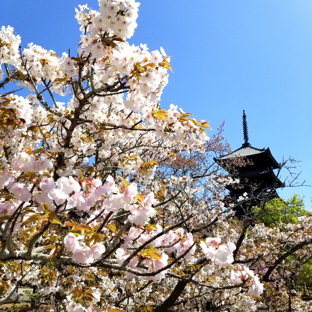 f:id:atoriatoriatori:20210410112354j:image f:id:atoriatoriatori:20210410112354j:image