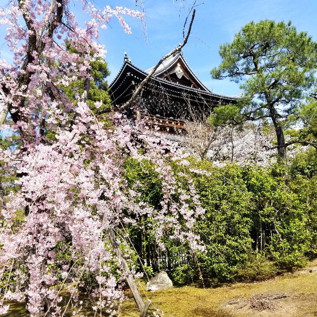 京都 知恩院 に行ってきました 京都桜 京都観光 京都旅行 女子旅 あとりのやっぱり が好き