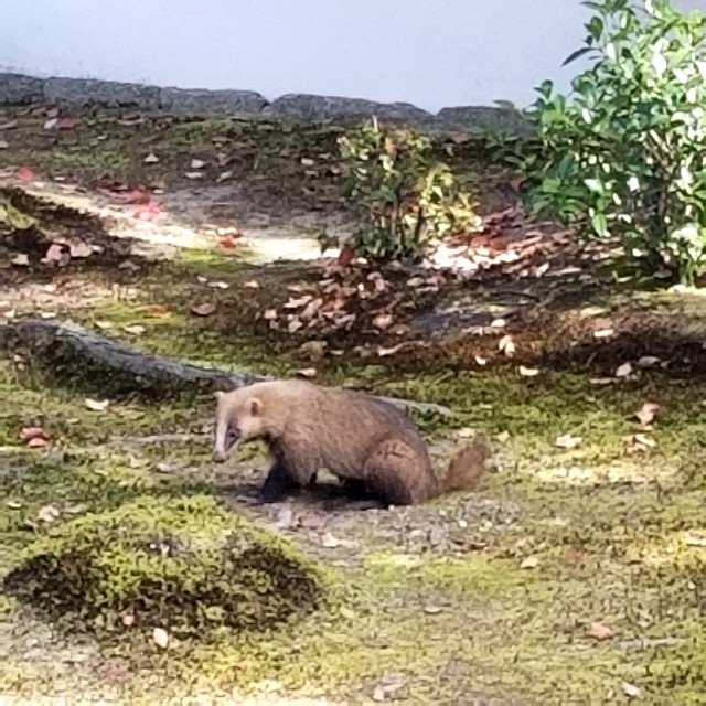 f:id:atoriatoriatori:20210516212643j:image