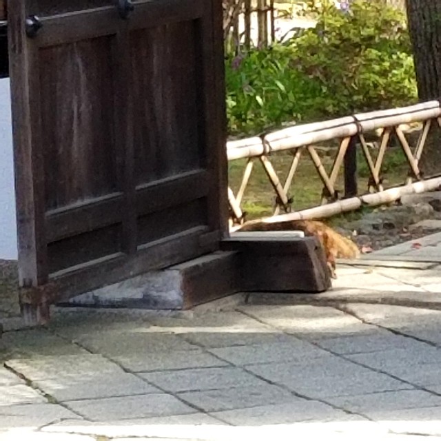 f:id:atoriatoriatori:20210516212701j:image