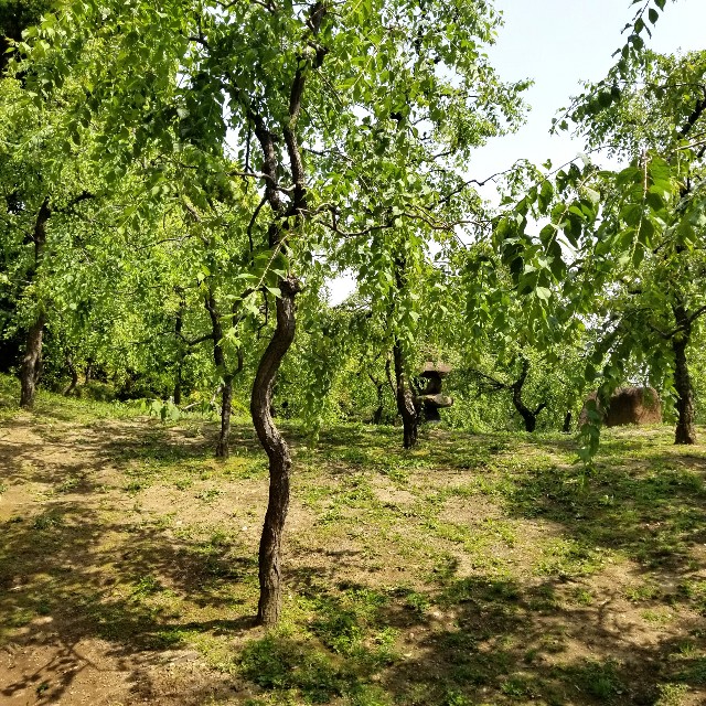 f:id:atoriatoriatori:20210518180920j:image