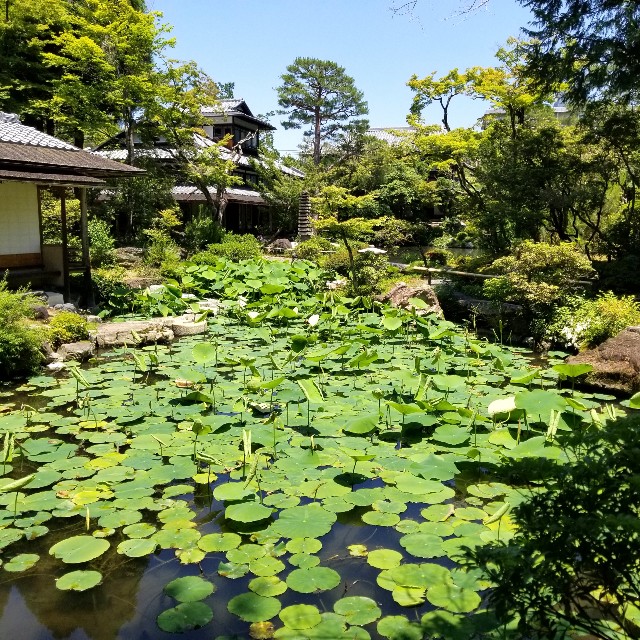 f:id:atoriatoriatori:20210615200338j:image