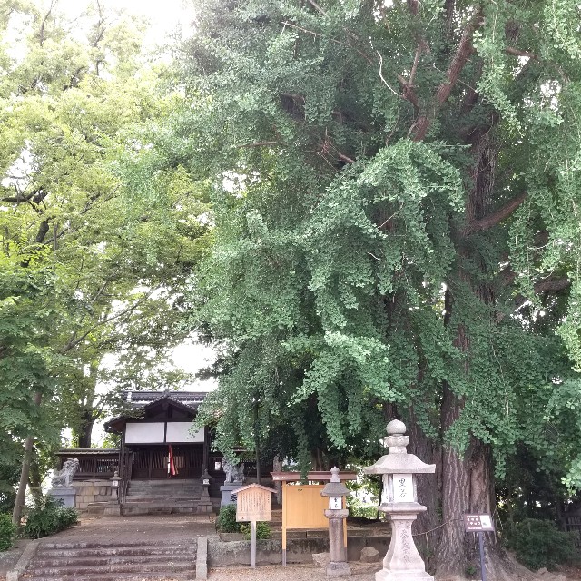 f:id:atoriatoriatori:20210624174429j:image