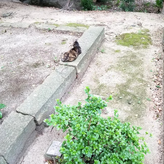 f:id:atoriatoriatori:20210625100338j:image