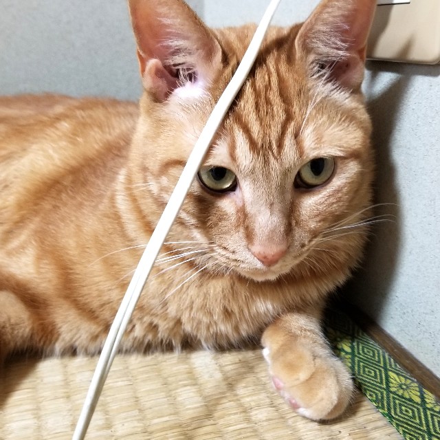 f:id:atoriatoriatori:20210801101946j:image