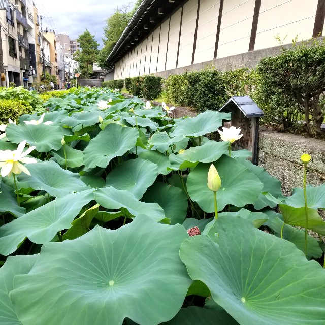 f:id:atoriatoriatori:20210814094620j:image