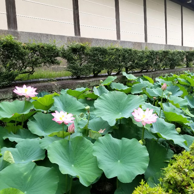 f:id:atoriatoriatori:20210814094628j:image