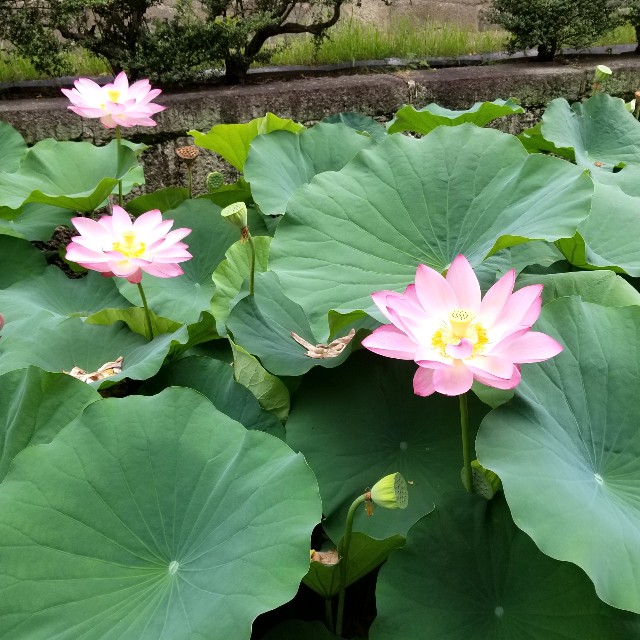 f:id:atoriatoriatori:20210814094947j:image