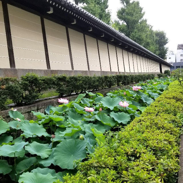 f:id:atoriatoriatori:20210814094957j:image