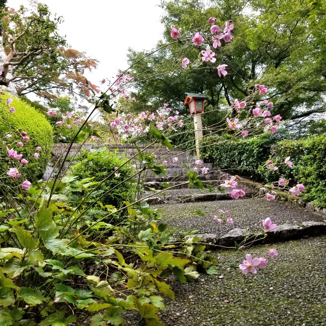 f:id:atoriatoriatori:20211012145436j:image
