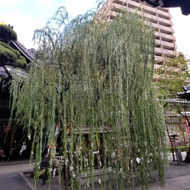 f:id:atoriatoriatori:20211105191907j:image