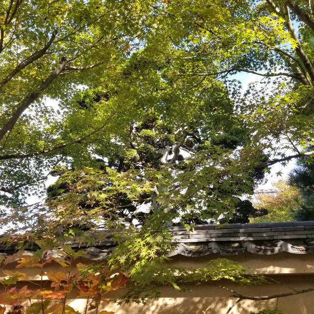 f:id:atoriatoriatori:20211116174428j:image