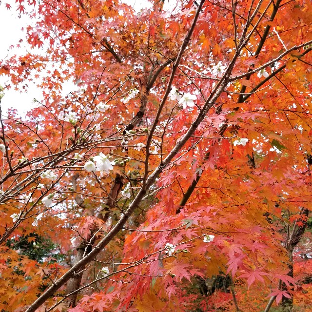 f:id:atoriatoriatori:20211209190318j:image f:id:atoriatoriatori:20211209190318j:image