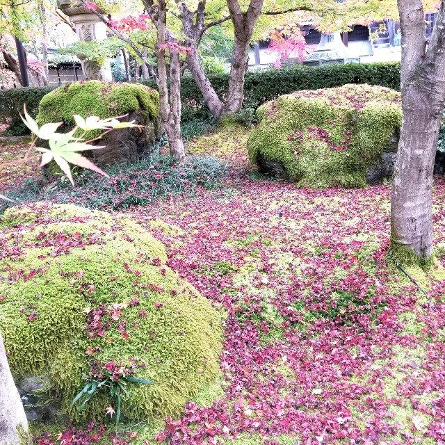 f:id:atoriatoriatori:20211209214545j:image f:id:atoriatoriatori:20211209214545j:image