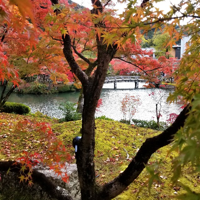 f:id:atoriatoriatori:20211210092451j:image f:id:atoriatoriatori:20211210092451j:image