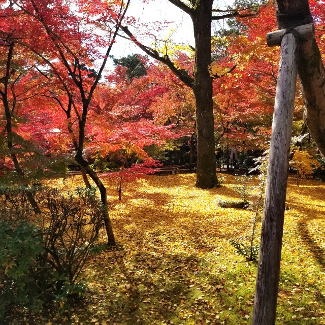 f:id:atoriatoriatori:20211210092838j:image f:id:atoriatoriatori:20211210092838j:image