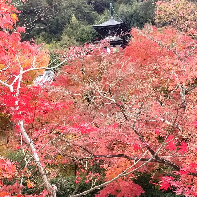 f:id:atoriatoriatori:20211210095933j:image f:id:atoriatoriatori:20211210095933j:image