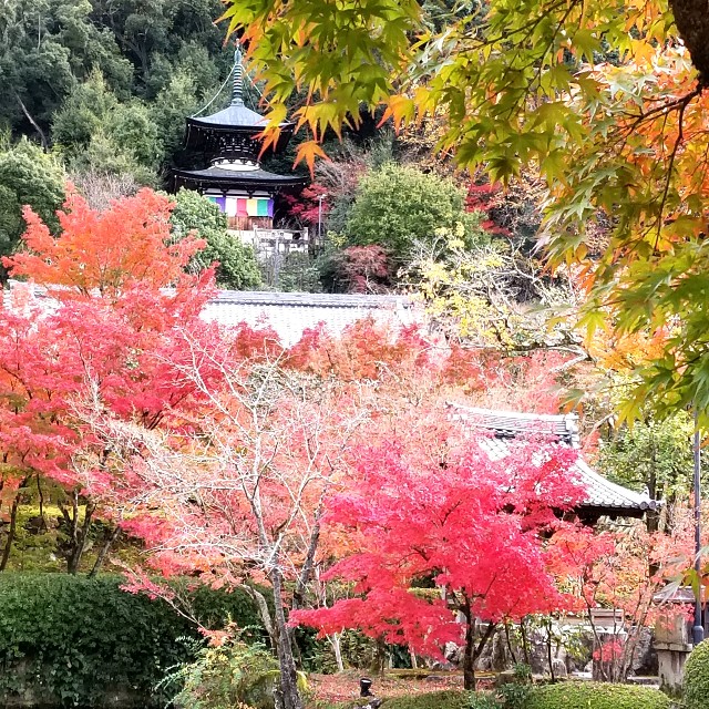 f:id:atoriatoriatori:20211210113719j:image f:id:atoriatoriatori:20211210113719j:image