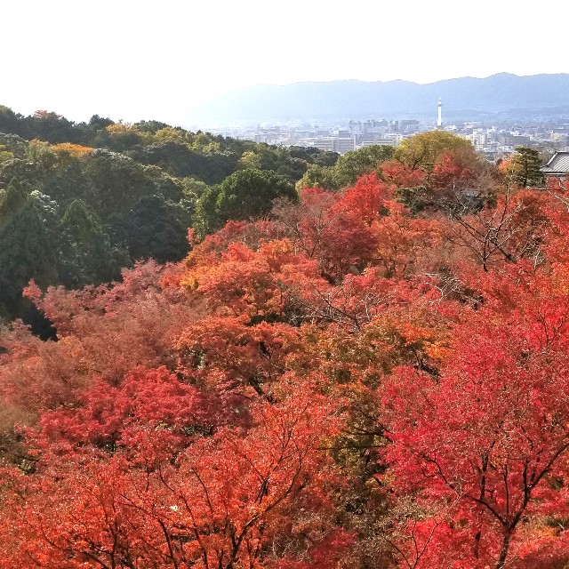 f:id:atoriatoriatori:20211216162336j:image