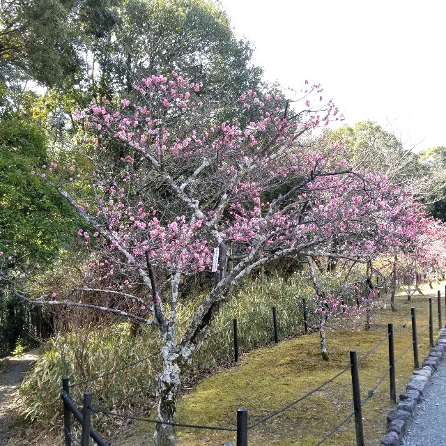 f:id:atoriatoriatori:20220311085724j:image