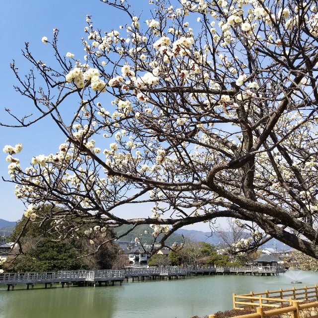 f:id:atoriatoriatori:20220311093353j:image