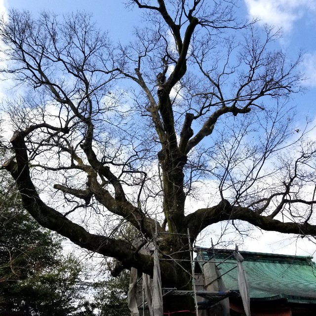 f:id:atoriatoriatori:20220322090838j:image