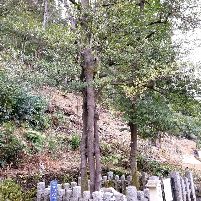 f:id:atoriatoriatori:20220324165050j:image