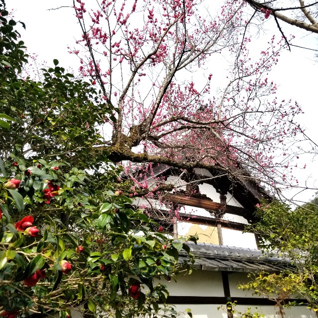 f:id:atoriatoriatori:20220329154328j:image