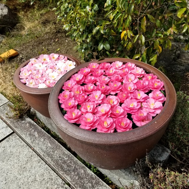 f:id:atoriatoriatori:20220329154336j:image