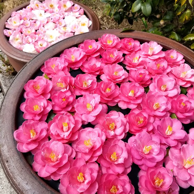 f:id:atoriatoriatori:20220329154344j:image