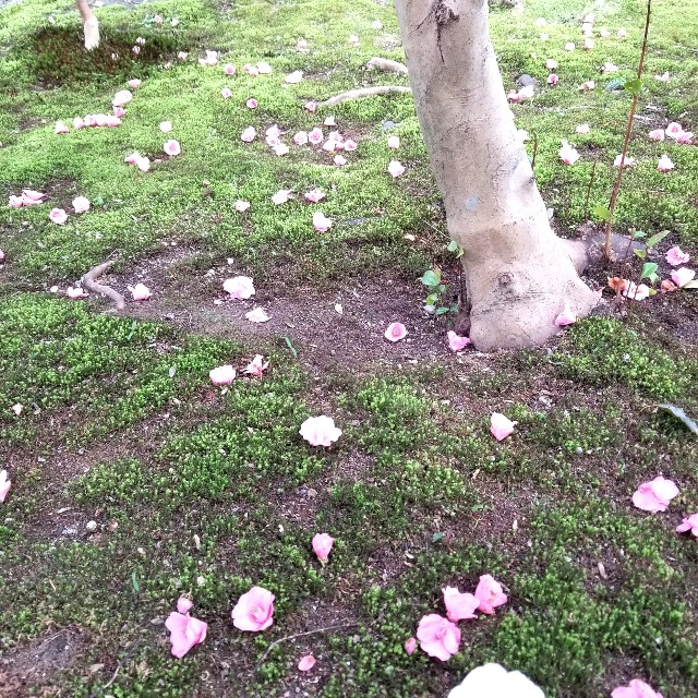 f:id:atoriatoriatori:20220329193526j:image