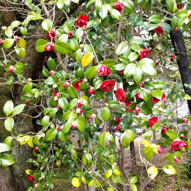 f:id:atoriatoriatori:20220329220815j:image