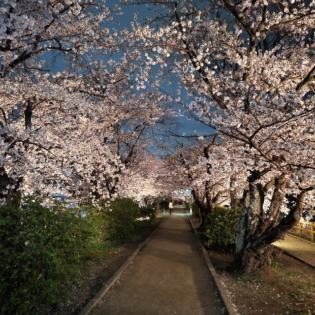 f:id:atoriatoriatori:20220331214306j:image f:id:atoriatoriatori:20220331214306j:image