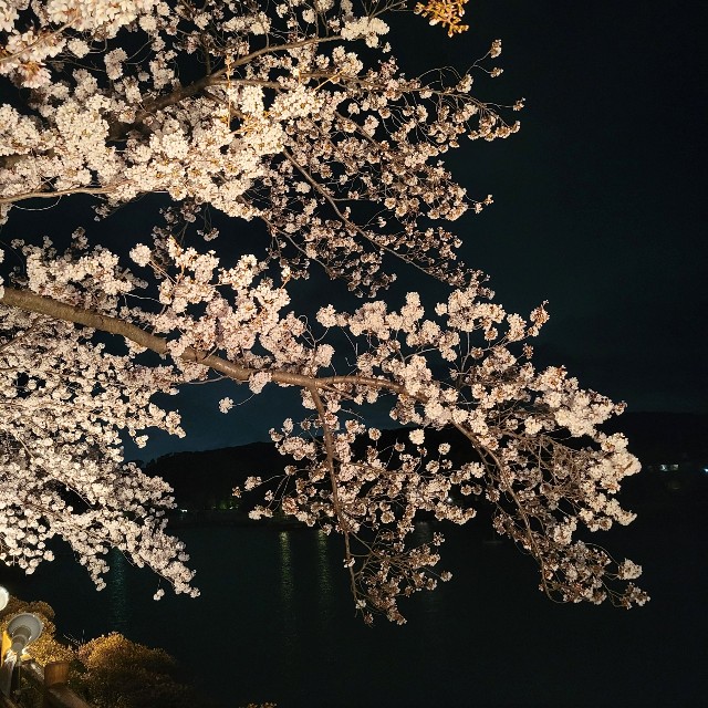 f:id:atoriatoriatori:20220331214749j:image f:id:atoriatoriatori:20220331214749j:image