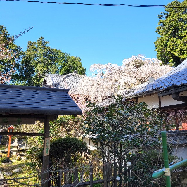 f:id:atoriatoriatori:20220407074522j:image