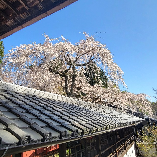 f:id:atoriatoriatori:20220407074545j:image