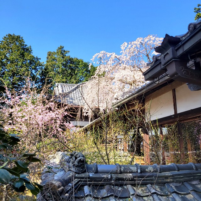 f:id:atoriatoriatori:20220407074554j:image