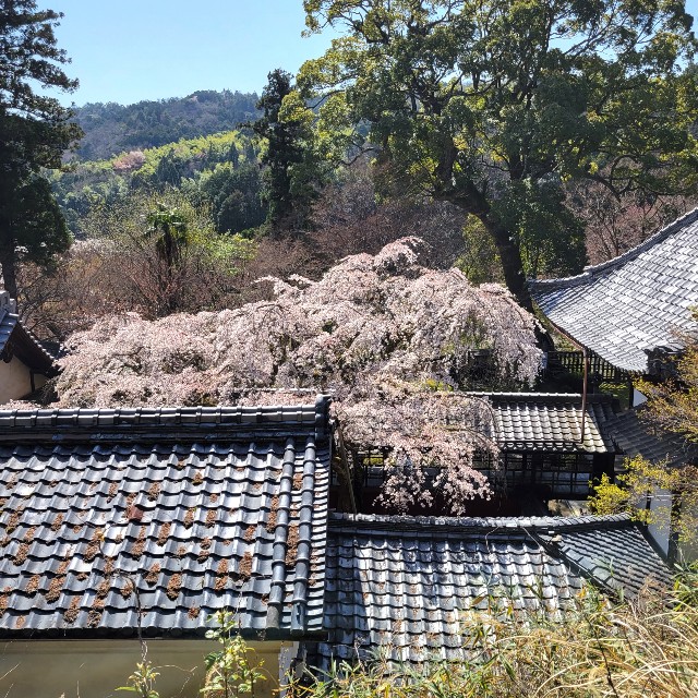 f:id:atoriatoriatori:20220407120042j:image