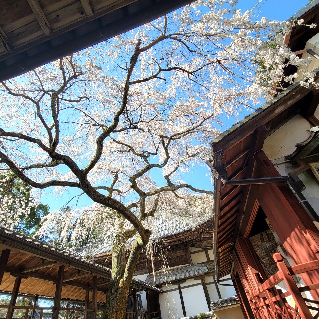 f:id:atoriatoriatori:20220407202647j:image