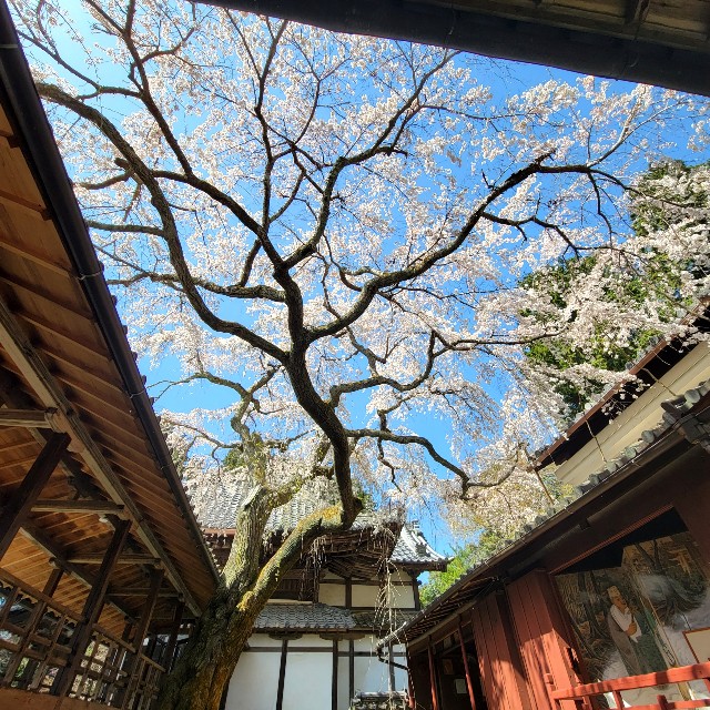 f:id:atoriatoriatori:20220407202700j:image