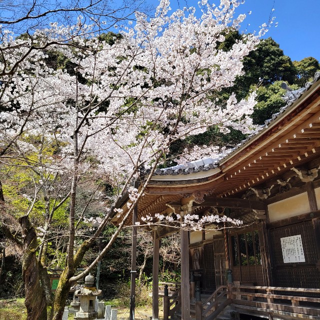 f:id:atoriatoriatori:20220410172752j:image f:id:atoriatoriatori:20220410172752j:image