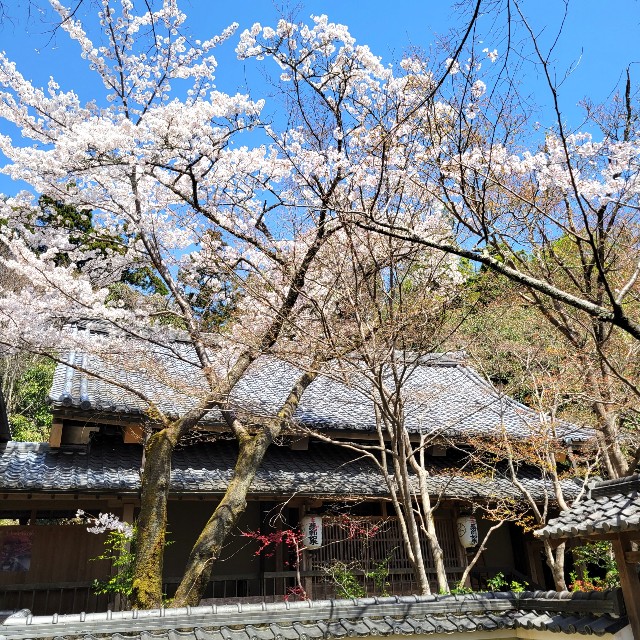 f:id:atoriatoriatori:20220410173736j:image f:id:atoriatoriatori:20220410173736j:image