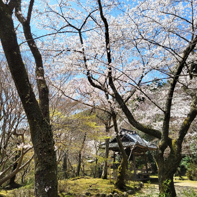 f:id:atoriatoriatori:20220410173804j:image f:id:atoriatoriatori:20220410173804j:image